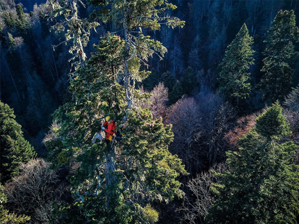 Итоги уникального конкурса "Найди самое высокое дерево в России"