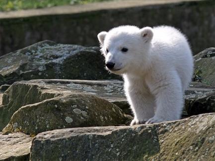 белый медвежонок поедет в Питер на ПМЖ
